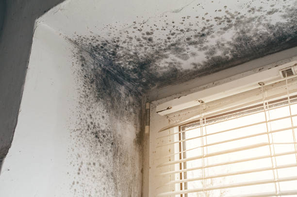 Affordable Black Mold Remediation solutions in Spring Lake, NJ